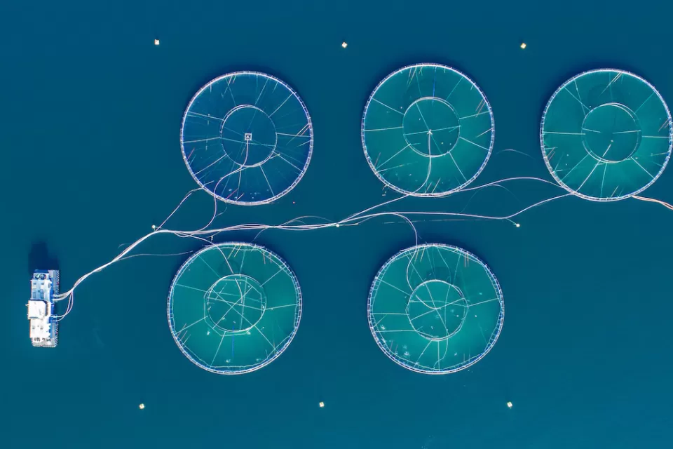 Overhead view of salmon farm in sea in Norway.